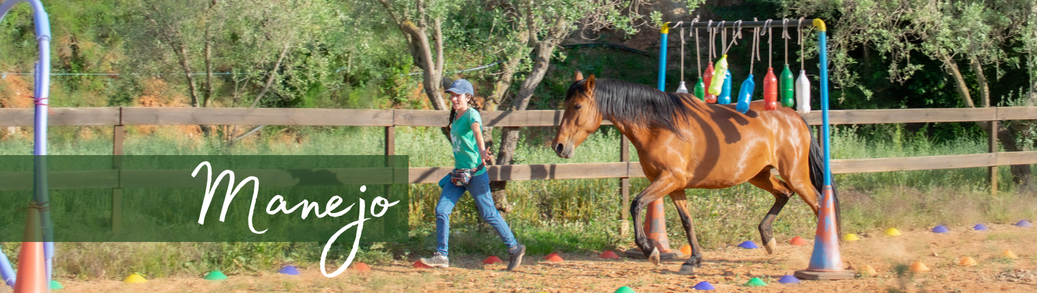 Manejo equino. Caballo realizando ejercicio de agility.